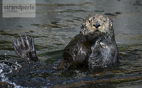 Nahaufnahme eines schwimmenden Otters vor den Indischen Inseln; Indische Inseln  Alaska  Vereinigte Staaten von Amerika