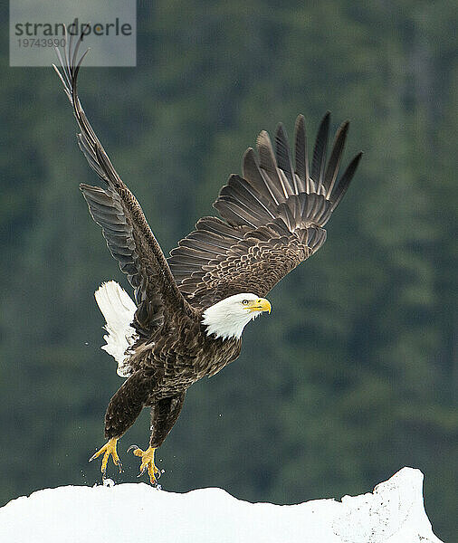 Weißkopfseeadler (Haliaeetus leucocephalus) fliegt von einem schneebedeckten Hügel in der Nähe von Petersburg  Inside Passage  Alaska  USA; Alaska  Vereinigte Staaten von Amerika