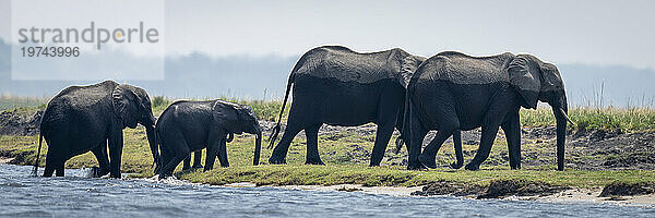 Panorama einer Herde afrikanischer Buschelefanten (Loxodonta africana)  die im Wasser einen Fluss überquert und das Ufer im Chobe-Nationalpark erreicht; Chobe  Botswana