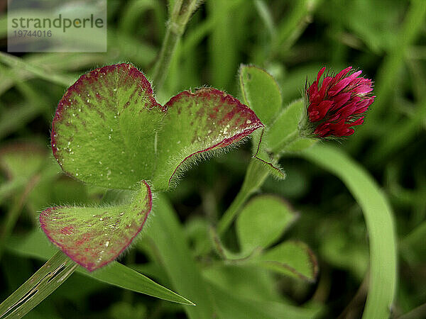 Rotklee (Trifolium pratense)  eine Wildblume des Blue Ridge und der Great Smoky Mountains  USA; North Carolina  Vereinigte Staaten von Amerika