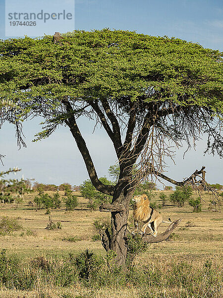 Löwe (Panthera leo) klettert auf einen Baum  um einen Leoparden (Panthera pardus) im Serengeti-Nationalpark zu verfolgen; Tansania