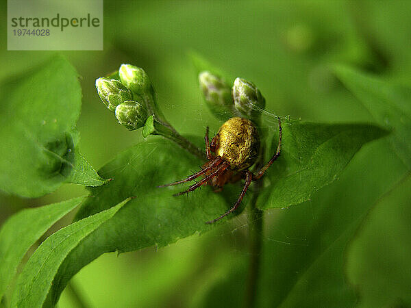 Spinne spinnt ein Netz auf Blumenblüten