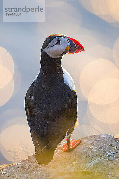 Porträt eines Papageientauchers (Fratercula arctica)  der auf Gras auf der Insel Vigur in der Bucht von Isafjördur steht; Island