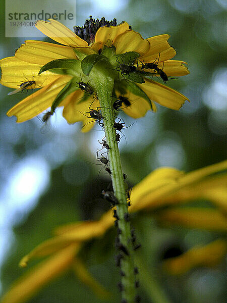 Käfer klettern an einem Stamm der Schwarzäugigen Susanne (Rudbeckia hirta) empor; North Carolina  Vereinigte Staaten von Amerika