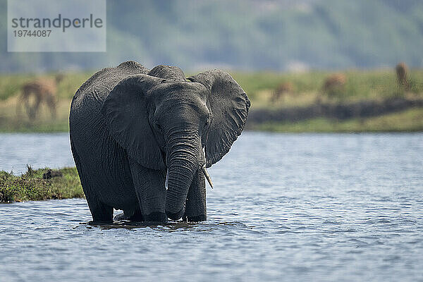 Porträt eines afrikanischen Buschelefanten (Loxodonta africana)  der in einem Fluss vor der Kamera im Chobe-Nationalpark steht; Chobe  Botswana