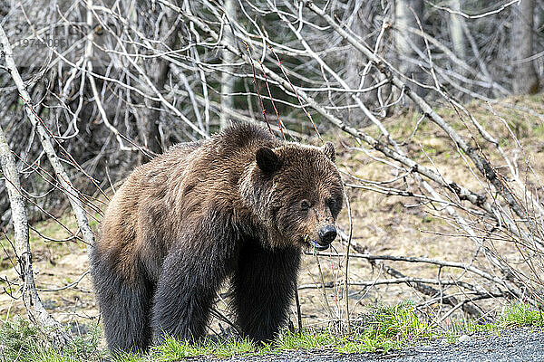 Grizzlybär (Ursus arctos horribilis) entlang des Cassiar Highway in British Columbia; British Columbia  Kanada