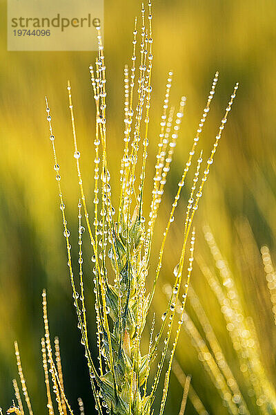 Nahaufnahme eines Weizenkopfes (Triticum)  der auf einem Feld mit Wassertropfen wächst und bei Sonnenaufgang im warmen Licht leuchtet; Östlich von Calgary  Alberta  Kanada