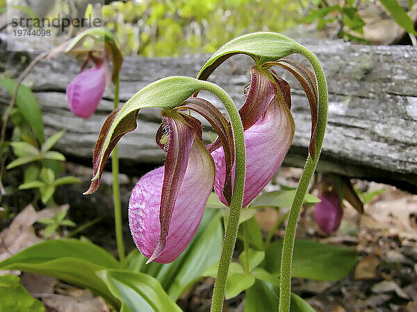 Drei rosafarbene Frauenschuhblumen (Cypripedium acaule aiton) nicken neben einem umgestürzten Baumstamm mit dem Kopf