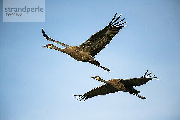 Ein Paar Kanadakraniche (Antigone canadensis) vor blauem Himmel  das über Creamer's Field Migratory Waterfowl Refuge in Fairbanks fliegt; Fairbanks  Alaska  Vereinigte Staaten von Amerika; Fairbanks  Alaska  Vereinigte Staaten von Amerika