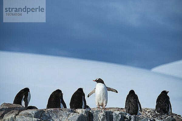 Eselspinguin (Pygoscelis papua) in der Antarktis; Antarktis