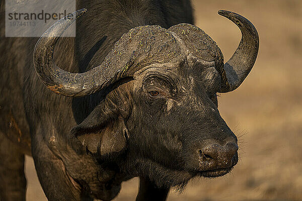 Nahaufnahme eines Kapbüffels (Syncerus caffer caffer)  der im Chobe-Nationalpark in die Ferne blickt; Chobe  Bostwana