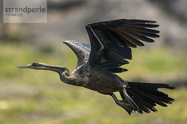 Afrikanischer Schlangenhalsvogel (Anhinga rufa) fliegt im Sonnenschein über Gras  Chobe-Nationalpark; Chobe  Botswana