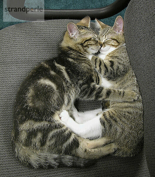 Zwei ältere getigerte Kätzchen  die auf einem Stuhl schlafen  scheinen sich zu umarmen und zu küssen; Fairview  North Carolina  Vereinigte Staaten von Amerika
