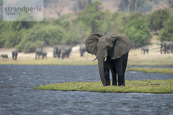 Porträt eines afrikanischen Buschelefanten (Loxodonta africana)  der auf einer Flussinsel mit Herde im Hintergrund im Chobe-Nationalpark steht; Chobe  Botswana