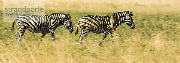 Zwei Zebras laufen auf den Ebenen des Selinda-Reservats; Selinda-Reservat  Botswana