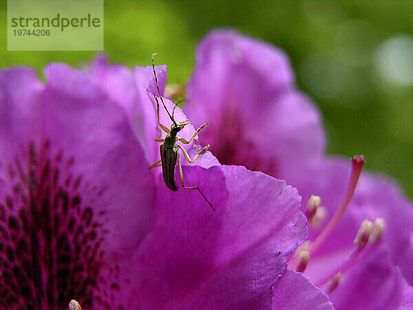 Blasenkäfer auf einer Rhododendronblüte; North Carolina  Vereinigte Staaten von Amerika