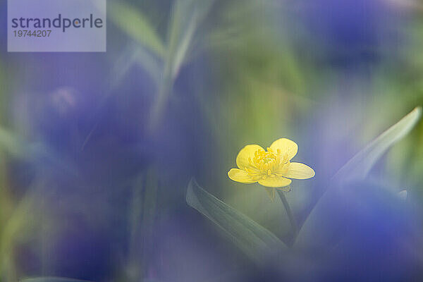 Gelber Hahnenfuß (Ranunculus sp.)  der aus violetten Lupinenblüten schlüpft; Alaska  Vereinigte Staaten von Amerika