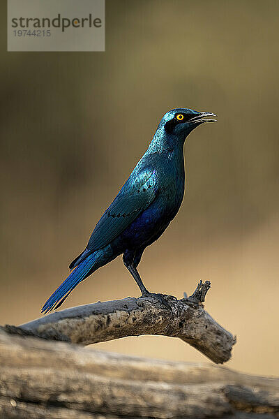 Nahaufnahme eines Blauohrstars (Lamprotornis chalybaeus)  der auf einem toten Ast in der Sonne im Chobe-Nationalpark steht; Chobe  Botswana