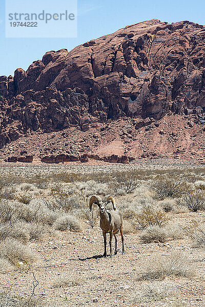 Wüstenbighornbock (Ovis canadensis nelsoni) überquert ein Tal unterhalb der roten Felsklippen des Valley of Fire State Park  Nevada  USA; Nevada  Vereinigte Staaten von Amerika