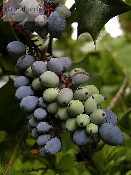 Nahaufnahme der reifenden Beeren einer Stechpalme (Ilex sp.); Virginia  Vereinigte Staaten von Amerika