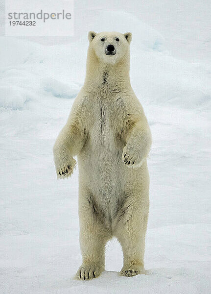 Junges Eisbärweibchen (Ursus maritimus) stehend auf Hinterbeinen am Rand des Eises bei 82 Grad Nord; Spitzbergen  Svalbard  Norwegen