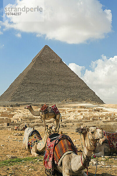 Kamele mit bunten Sätteln warten auf Touristen  in der Ferne die Große Pyramide von Gizeh; Gizeh  Kairo  Ägypten