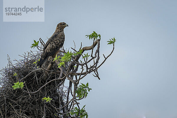 Ein Waldadler (Aquila rapax) blickt von der grünen Baumkrone vor einem klaren  blauen Himmel im Chobe-Nationalpark; Chobe  Botswana