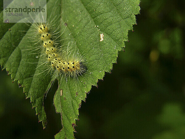 Nahaufnahme einer flauschigen Raupe auf einem grünen Blatt