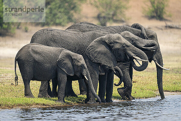 Afrikanische Buschelefanten (Loxodonta africana) stehen an einem Flussufer und trinken aus dem Fluss im Chobe-Nationalpark; Chobe  Botswana