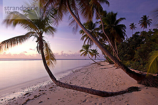 Palmen säumen einen wunderschönen Strand in Tobago; Pigeon Point  Tobago  Trinidad und Tobago