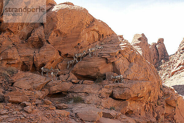 Wüsten-Dickhornschaf (Ovis canadensis nelsoni) Schaf in den roten Felsklippen des Valley of Fire State Park  Nevada  USA; Nevada  Vereinigte Staaten von Amerika