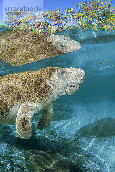 Gefährdete Florida-Seekuh (Trichechus manatus latirostris) am Three Sisters Spring in Crystal River  Florida  USA. Die Florida-Seekuh ist eine Unterart der Westindischen Seekuh; Crystal River  Florida  Vereinigte Staaten von Amerika