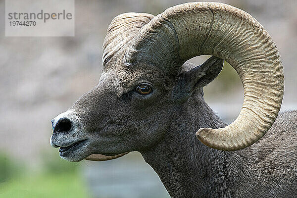 Kopfaufnahme eines Wüstenbighornbocks (Ovis canadensis nelsoni); Boulder City  Nevada  Vereinigte Staaten von Amerika