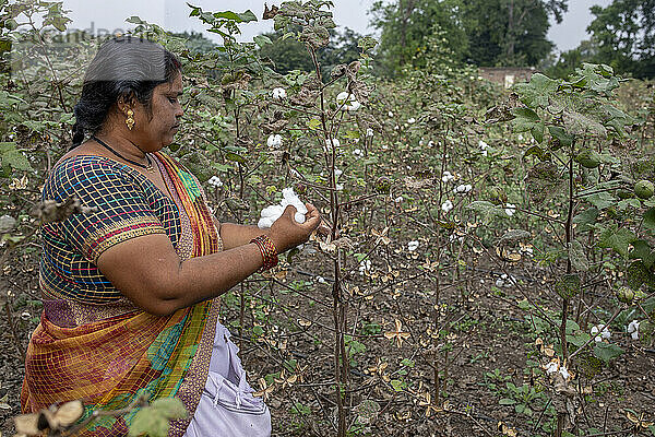 Frau pflückt Baumwolle in Babra  Maharashtra  Indien  Asien