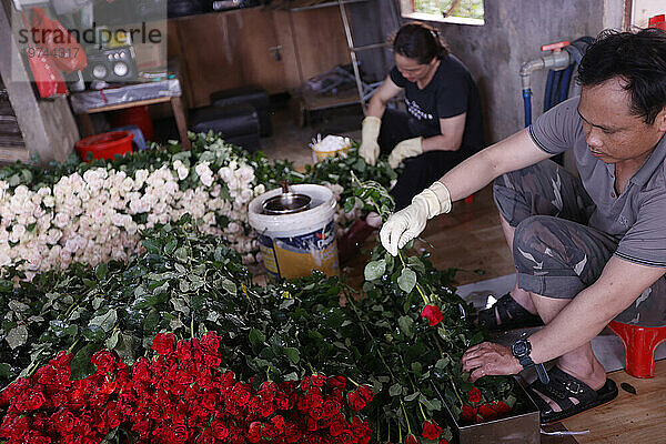 Mann bei der Arbeit im Gartenbau  Blumenfabrik  Rosenproduktion  Dalat  Vietnam  Indochina  Südostasien  Asien