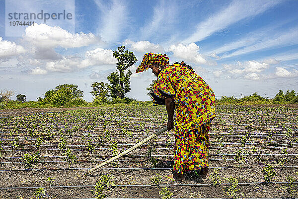 Frau gräbt ihr Gemüsefeld in Pout  Senegal  Westafrika  Afrika