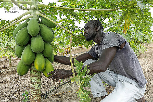 Bauer arbeitet auf einer Papayaplantage in Tawafall  Senegal  Westafrika  Afrika