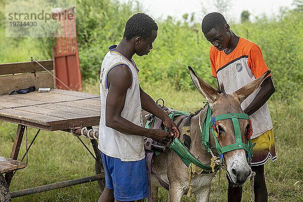 Junge Senegalesen binden einen Esel an einen Karren außerhalb von Fatick  Senegal  Westafrika  Afrika