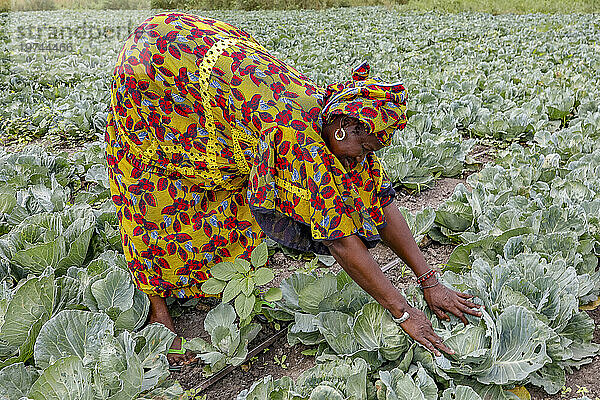 Frau arbeitet in einem Kohlfeld in Pout  Senegal  Westafrika  Afrika