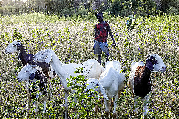 Junge kümmert sich um Ziegen in einem Dorf in der Nähe von Fatick  Senegal  Westafrika  Afrika