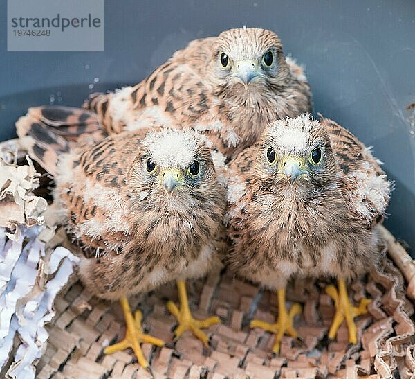 Drei aus dem Nest gestürzte junge Turmfalken (Falco tinnunculus)  3 Nestlinge mit Flaum-Federn  Küken  Handaufzucht von Wildtieren  Blick in die Kamera  Tierrettung in Aufzuchtstation  Niedersachsen  Deutschland  Europa