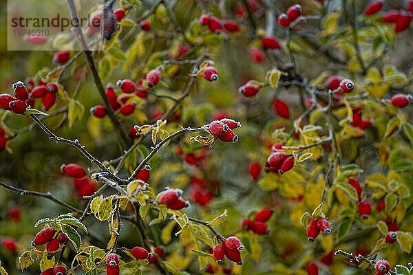 Raureif  Hagebutte Frucht  Herbst  Winter  kalte Tage  Wismar  Mecklenburg-Vorpommern  Deutschland  Europa