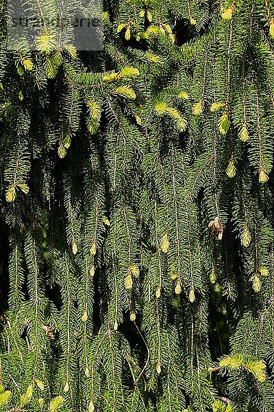 Teil eines Baumes und Blätter als natürliche Hintergrundtextur