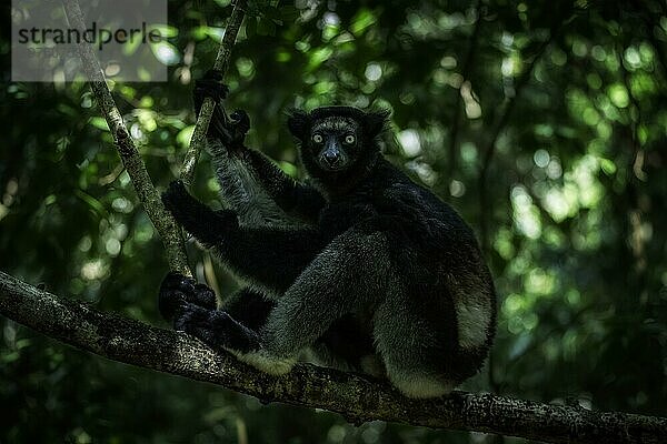 Indri Lemur in den Regenwäldern im Osten von Madagaskar