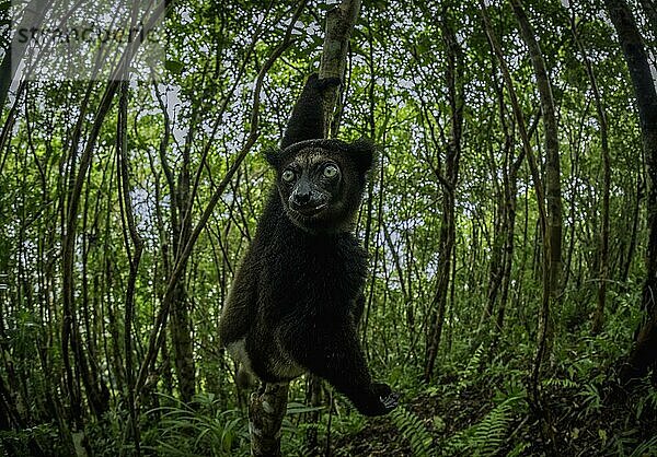 Indri Lemur in den Regenwäldern im Osten von Madagaskar