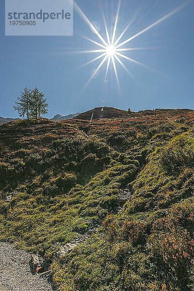 Herbstlich rot gefärbte Alpen-Bärentraube (Arctostaphylos alpinus)  Heidekrautgewächs  Zwergstrauch  alpine Vegetation auf 2.000 Höhe  Wanderweg  Gegenlicht  blauer Himmel  Fichten  alpine Gebirgslandschaft  Zillertaler Alpen  Tirol  Österreich  Europa