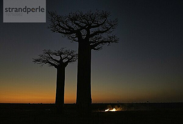 Baobabs im Sonnenuntergang im Westen von Madagaskar