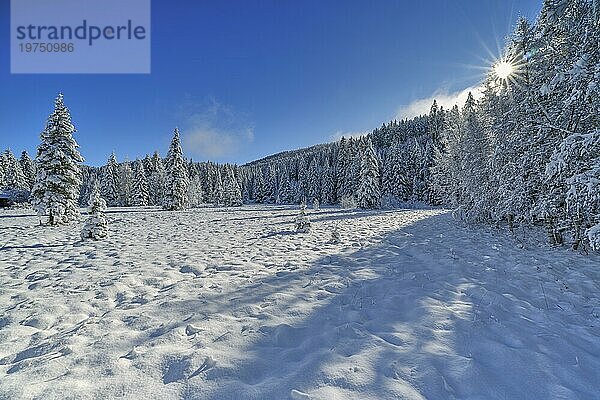 Verschneite Bäume mit Sonnenstern  blauer Himmel  kalt  Prebersee  Tamsweg  Lungau  Salzburg