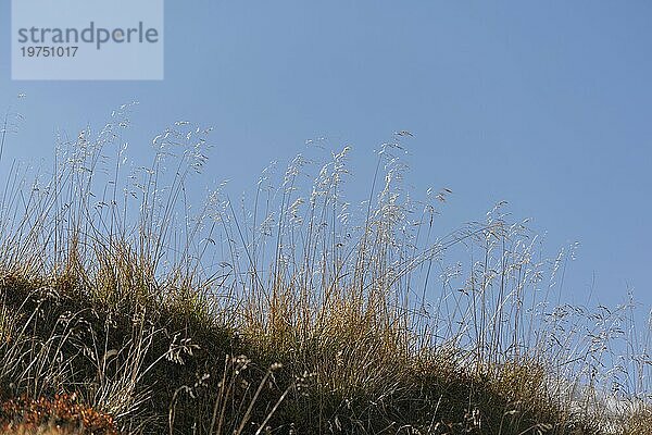 Gräser im Gegenlicht gegen blauen Himmel  alpine Vegetation auf 2.000 Höhe  Hintertux  Zillertaler Alpen  Tirol  Österreich  Europa