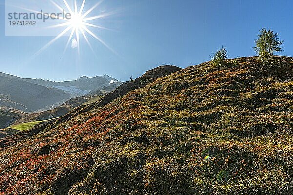 Herbstlich rot gefärbte Alpen-Bärentraube (Arctostaphylos alpinus)  Heidekrautgewächs  Zwergstrauch  alpine Vegetation auf 2.000 Höhe  alpine Gebirgslandschaft  Schnee  Fichten  Gegenlicht  blauer Himmel  Zillertaler Alpen  Tirol  Österreich  Europa